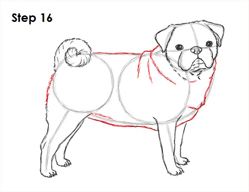 Draw Pug Drawing 16