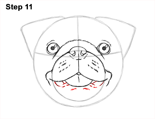 Draw Pug Dog Head 11 How to Draw Pug Puppy Dog Head Face Portrait 11