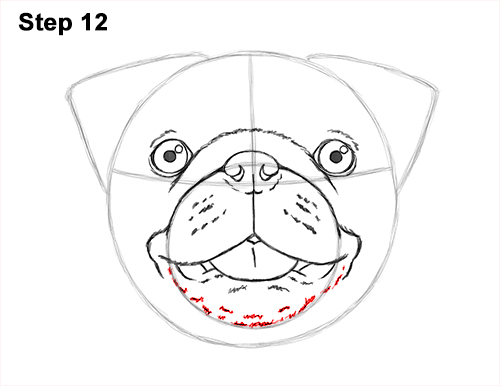 Draw Pug Dog Head 12 How to Draw Pug Puppy Dog Head Face Portrait 12