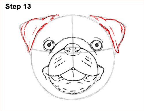 Draw Pug Dog Head 13 How to Draw Pug Puppy Dog Head Face Portrait 13