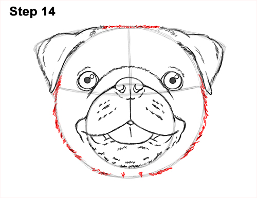 Draw Pug Dog Head 14 How to Draw Pug Puppy Dog Head Face Portrait 14