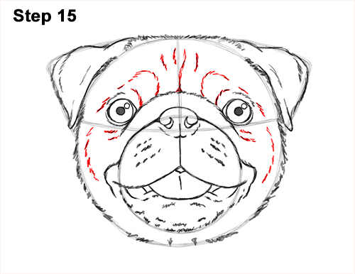 How to Draw Pug Puppy Dog Head Face Portrait 15