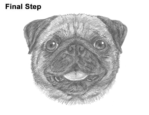 How to Draw Pug Puppy Dog Head Face Portrait