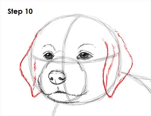 Draw Puppy Dog 10