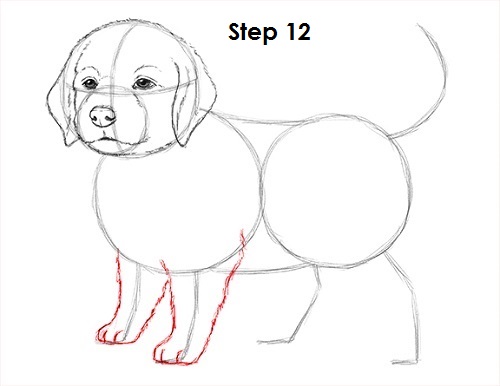 Draw Puppy Dog 12