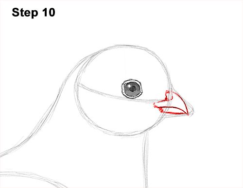 California Quail Bird Drawing 10 Draw California Quail 10