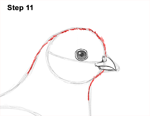 California Quail Bird Drawing 11 Draw California Quail 11