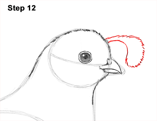 California Quail Bird Drawing 12 Draw California Quail 12