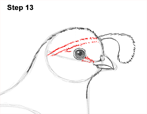 California Quail Bird Drawing 13 Draw California Quail 13