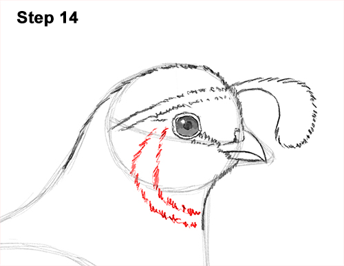 California Quail Bird Drawing 14 Draw California Quail 14