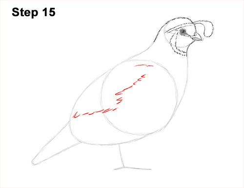 Draw California Quail 15