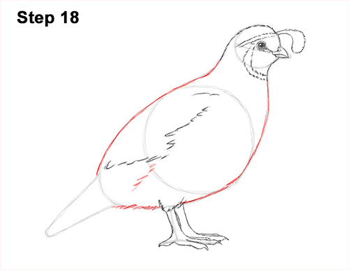 Draw California Quail 18