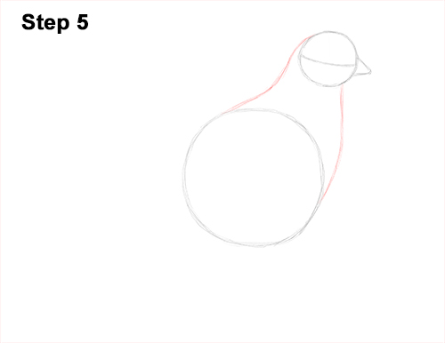 California Quail Bird Drawing 5 Draw California Quail 5