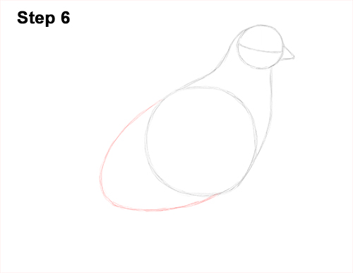 California Quail Bird Drawing 6 Draw California Quail 6