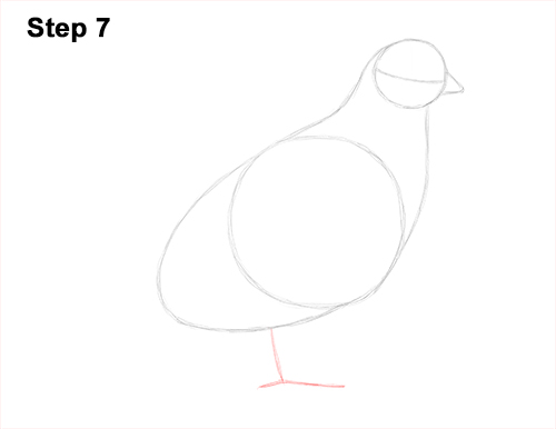California Quail Bird Drawing 7 Draw California Quail 7