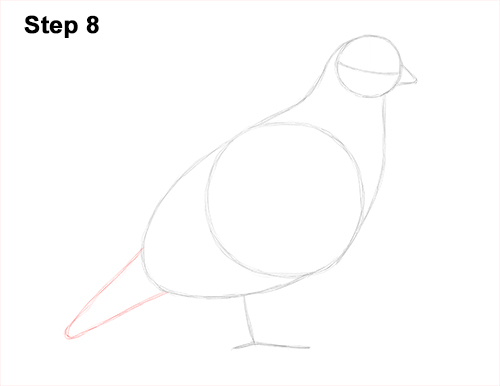 California Quail Bird Drawing 8 Draw California Quail 8