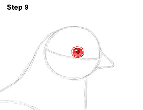 California Quail Bird Drawing 9 Draw California Quail 9