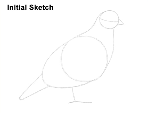 California Quail Bird Drawing Initial Draw California Quail Initial Sketch