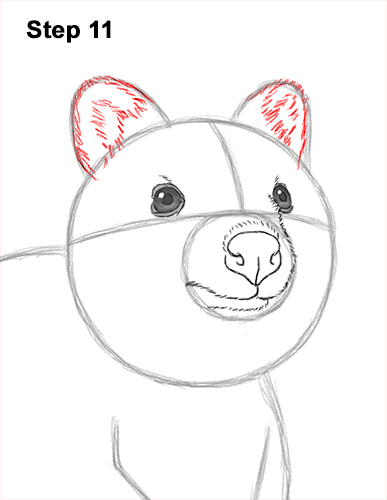 How to Draw a Smiling Quokka Short Tail Scrub Wallaby 11