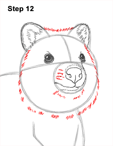 How to Draw a Smiling Quokka Short Tail Scrub Wallaby 12