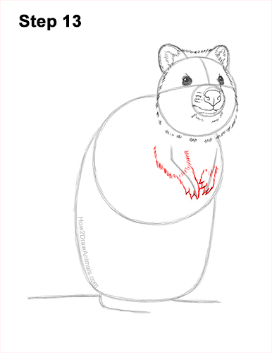 How to Draw a Smiling Quokka Short Tail Scrub Wallaby 13