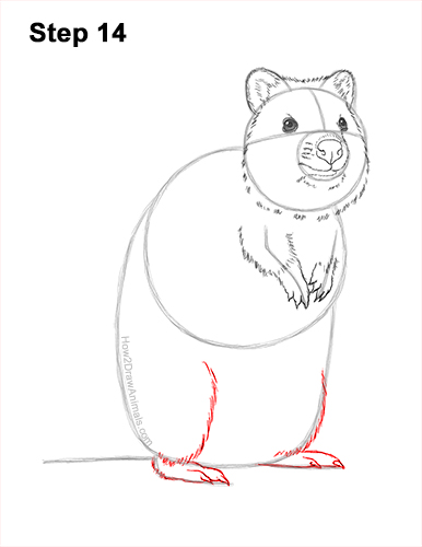 How to Draw a Smiling Quokka Short Tail Scrub Wallaby 14
