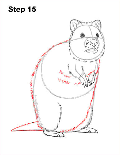 How to Draw a Smiling Quokka Short Tail Scrub Wallaby 15