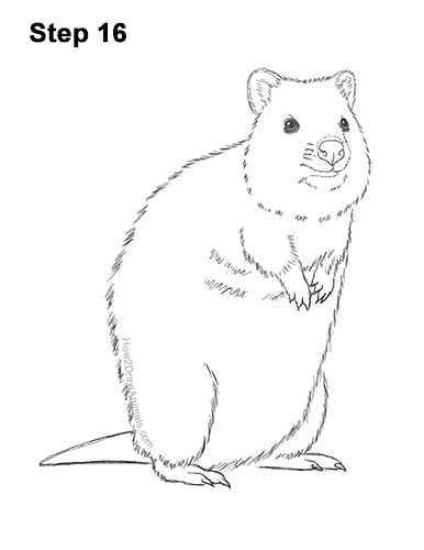 How to Draw a Smiling Quokka Short Tail Scrub Wallaby 16