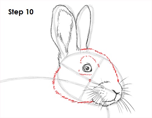 Draw Rabbit 10