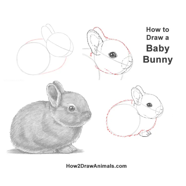 Baby Bunny Drawing Baby Bunny Drawing