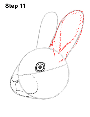 How to Draw Cute Bunny Rabbit Head Face Portrait 11
