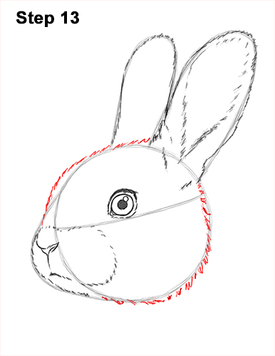 How to Draw Cute Bunny Rabbit Head Face Portrait 13