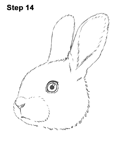 How to Draw Cute Bunny Rabbit Head Face Portrait 14