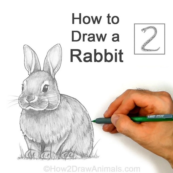Final Rabbit Drawing