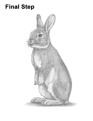 How to Draw a Cute Bunny Rabbit Standing Up
