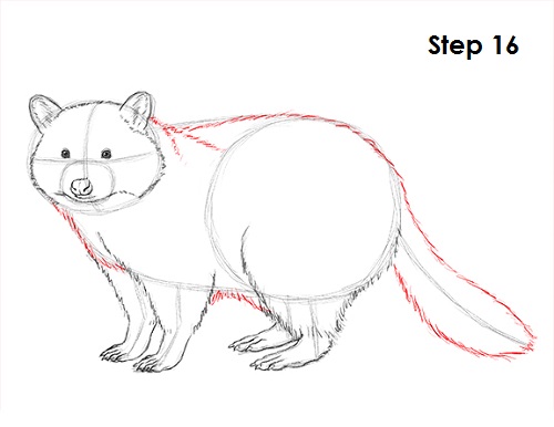Draw Raccoon 16