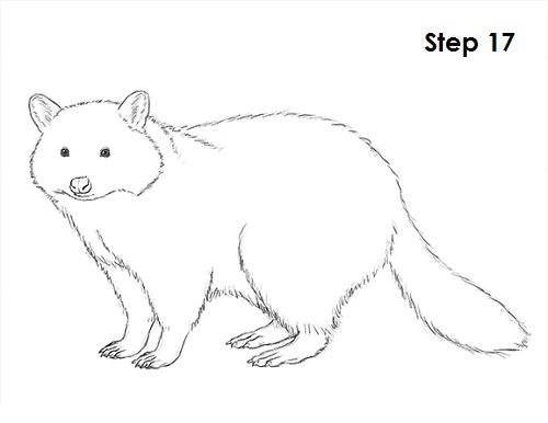 Draw Raccoon 17
