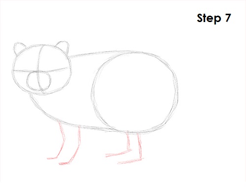 Raccoon Drawing 7 Draw Raccoon 7