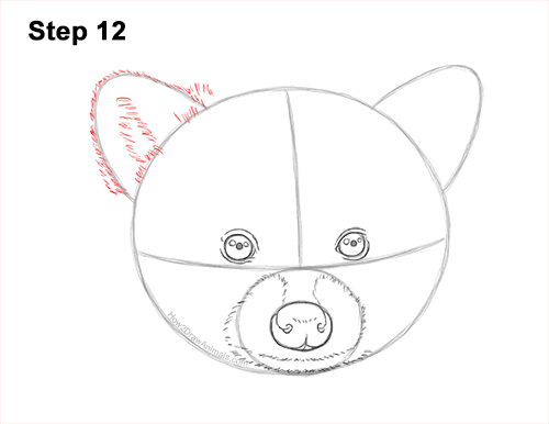 How to Draw a Raccoon Head Face Portrait 12