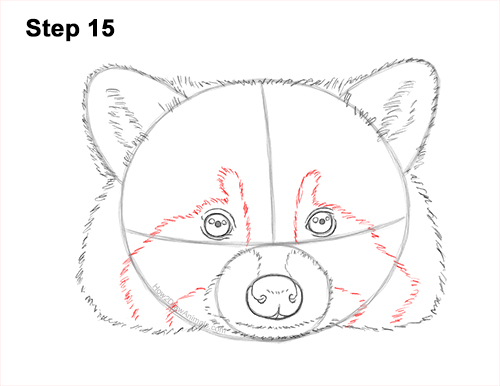 Draw a Raccoon Head 15 How to Draw a Raccoon Head Face Portrait 15