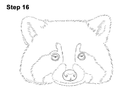Draw a Raccoon Head 16 How to Draw a Raccoon Head Face Portrait 16