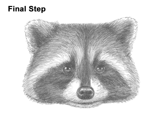 Draw a Raccoon Head How to Draw a Raccoon Head Face Portrait