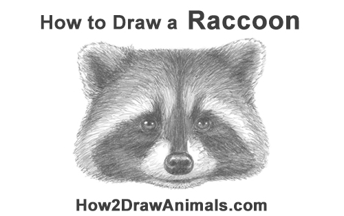Draw a Raccoon Head How to Draw a Raccoon Head Face Portrait