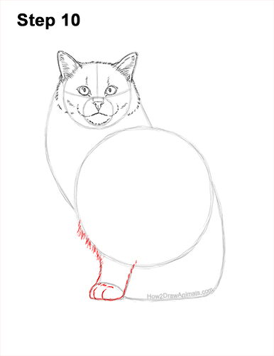 Draw a Ragdoll Cat 10 How to Draw a Ragdoll Cat Sitting 10