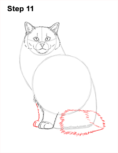 Draw a Ragdoll Cat 11 How to Draw a Ragdoll Cat Sitting 11