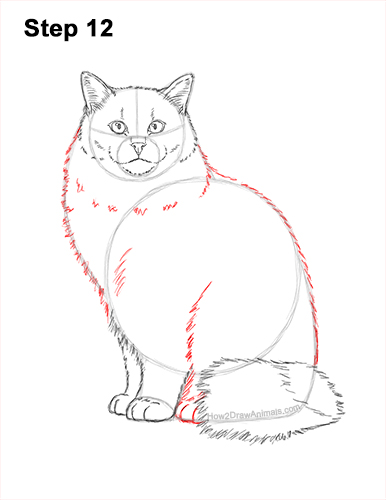 Draw a Ragdoll Cat 12 How to Draw a Ragdoll Cat Sitting 12