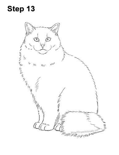 Draw a Ragdoll Cat 13 How to Draw a Ragdoll Cat Sitting 13