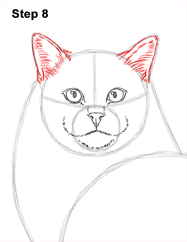 Draw a Ragdoll Cat 8 How to Draw a Ragdoll Cat Sitting 8