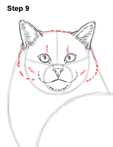 Draw a Ragdoll Cat 9 How to Draw a Ragdoll Cat Sitting 9