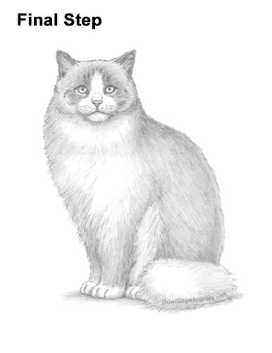 Draw a Ragdoll Cat How to Draw a Ragdoll Cat Sitting